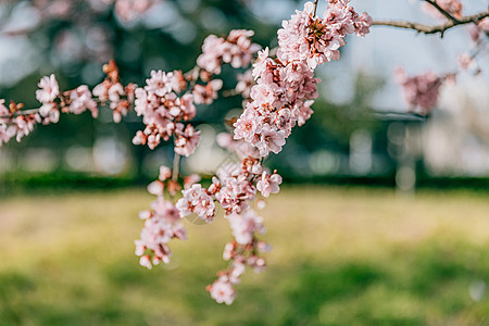 北京春天奥林匹克森林公园的白梨花背景图片