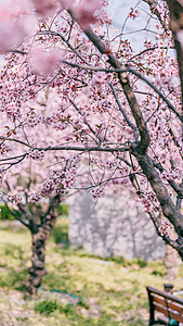 北京旅游景点北京春天奥林匹克森林公园的白梨花背景