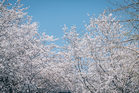 北京春天奥林匹克森林公园的白梨花背景图片