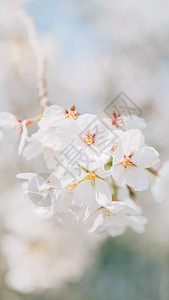 樱花林北京春天奥林匹克森林公园的白梨花背景