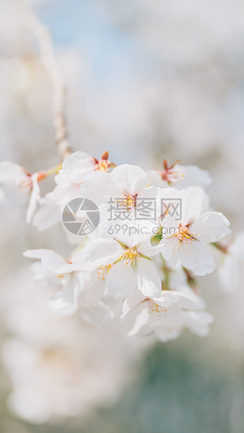 北京春天奥林匹克森林公园的白梨花图片