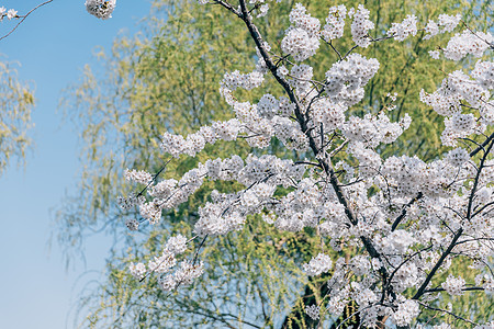 北京春天奥林匹克森林公园的白梨花背景图片
