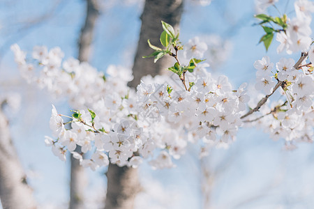 春天公园的白梨花图片