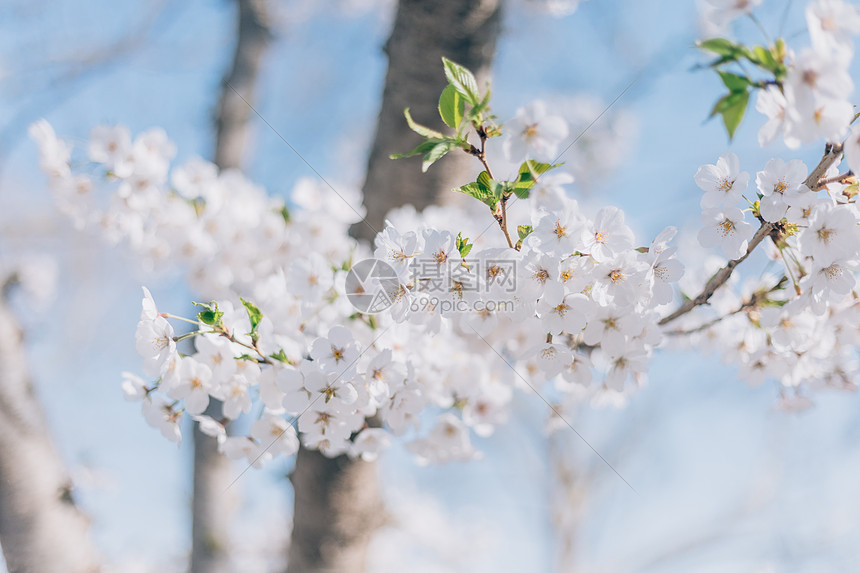 北京春天奥林匹克森林公园的白梨花图片