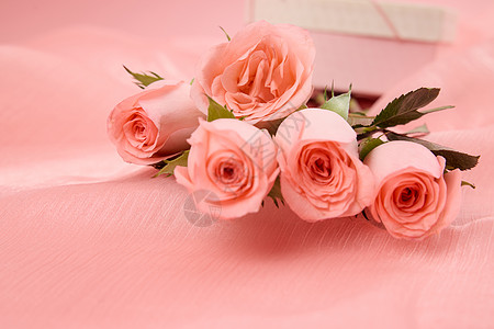 520粉色系玫瑰花特写图片