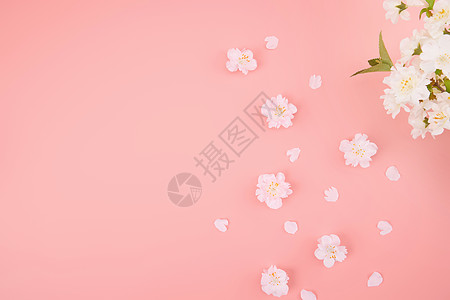 生鲜背景图可爱粉色小樱花背景图背景