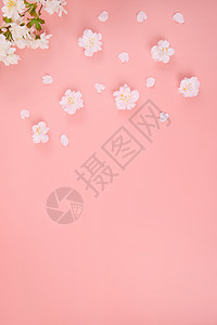 粉色背景上的樱花花朵和花瓣背景图片