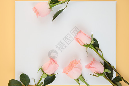 情人节粉色玫瑰花边框背景图片