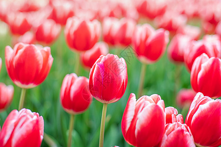 北京奥森郁金香花海高清图片