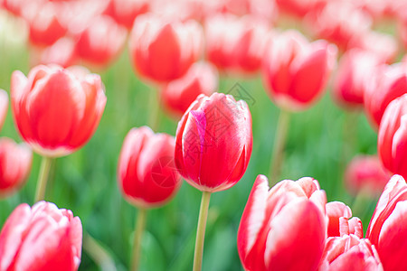 北京奥森郁金香花海高清图片