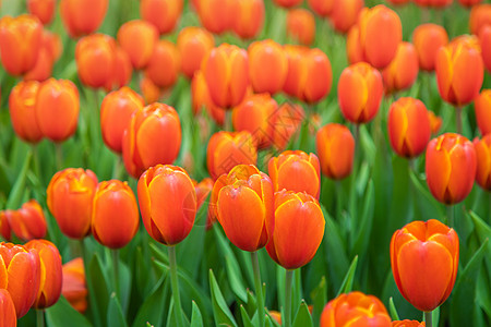 北京奥森郁金香花海图片