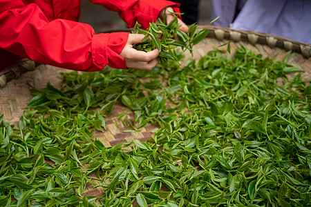 春分茶茶叶制作青叶择茶背景