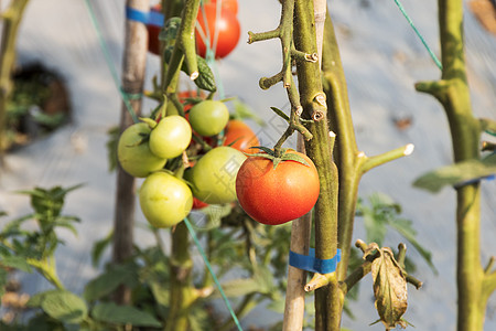蔬菜大棚成熟的西红柿背景