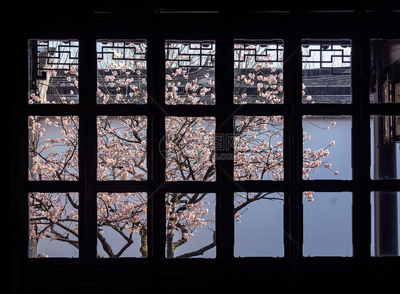 春天苏州拙政园的樱桃花图片
