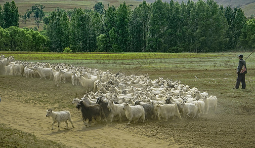 内蒙古夏季草原牧场羊群背景图片