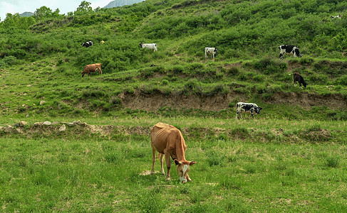 内蒙古夏季山区牧场牛群背景图片