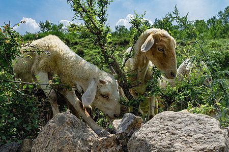 内蒙古夏季草原牧场羊群背景图片