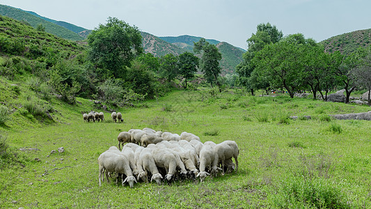 夏季旅游内蒙古夏季草原牧场羊群背景