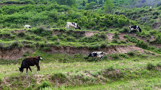 内蒙古夏季山区牧场牛群背景图片