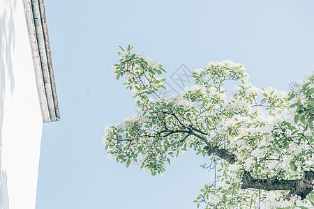 初夏的福建福州三坊七巷百年流苏树图片