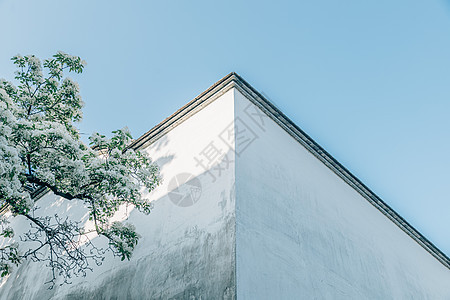 初夏的福建福州三坊七巷百年流苏树图片