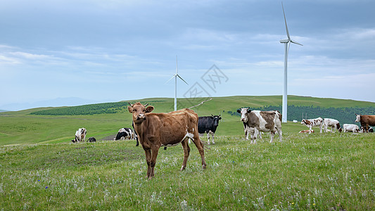 内蒙古夏季草原牲畜蓝天白云图片