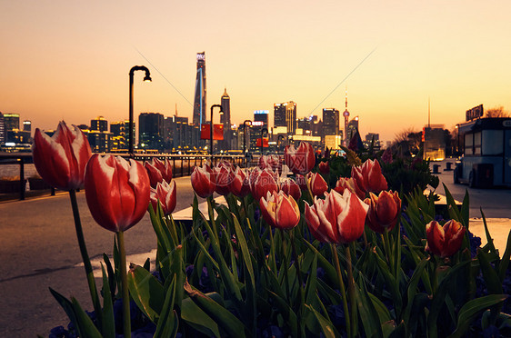 上海江边唯美盛开的郁金香图片