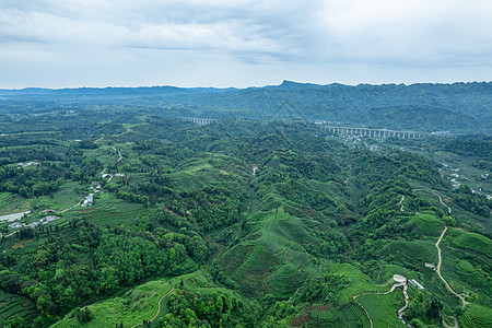 四川春天雅安大地指纹茶园茶山航拍图片