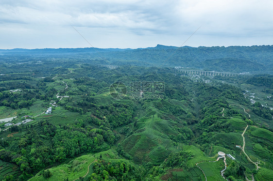 四川春天雅安大地指纹茶园茶山航拍图片