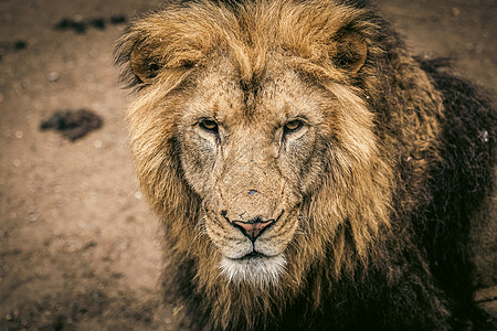 北京野生动物园狮子图片