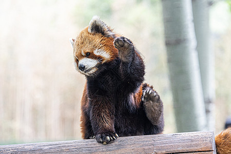 北京野生动物园网红小熊猫图片