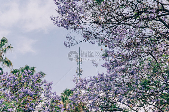 夏季唯美昆明蓝花楹图片