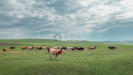 内蒙古夏季草原畜牧植被图片