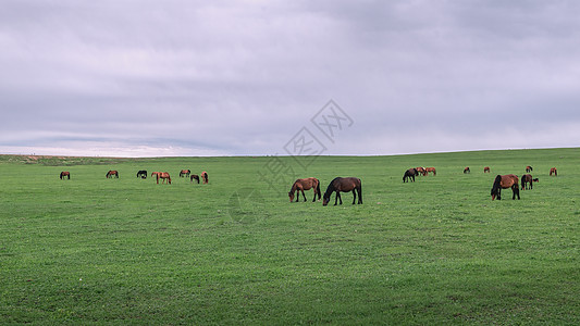 内蒙古辉腾锡勒草原夏季风光图片