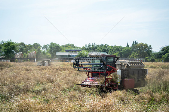 夏收农田机器收割油菜花图片