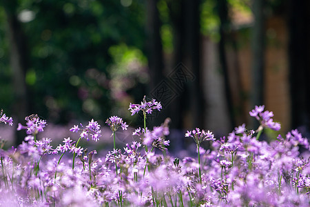 夏天的紫娇花图片