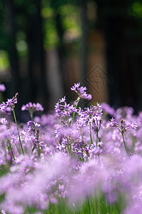 夏天的紫娇花图片