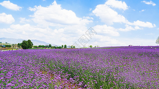 蓝天白云下的夏日紫色花海图片