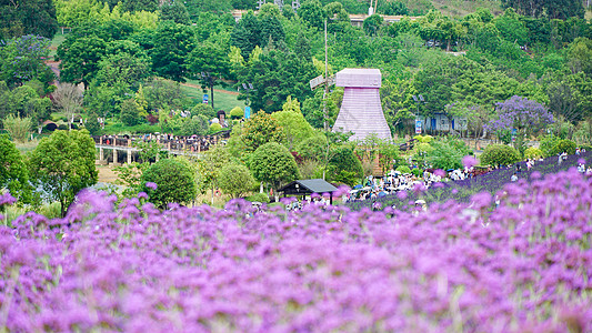 夏日紫色花海图片