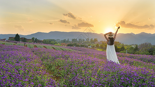 夕阳下紫色花海中的女孩背影图片