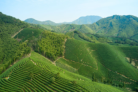 航拍安吉茶山景色图片