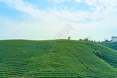 航拍茶山大自然图片