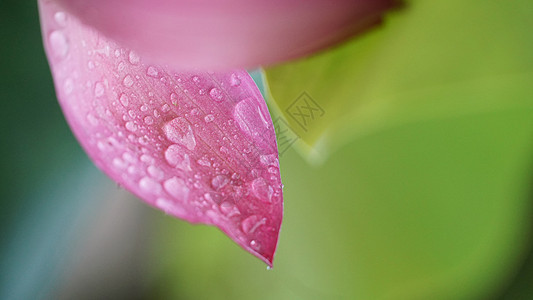 夏日雨后荷花图片