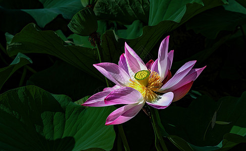 夏季植物花卉景观图片