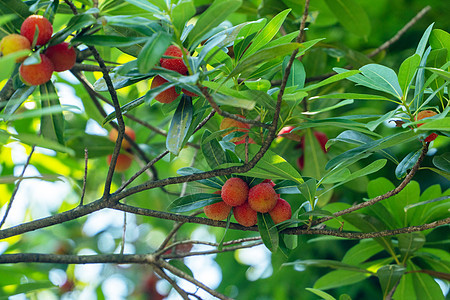 夏季水果杨梅背景图片