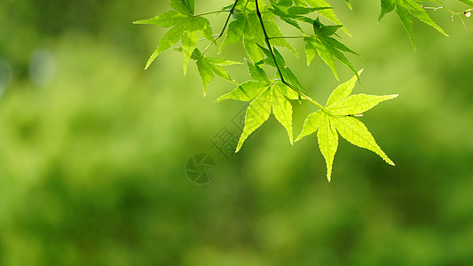 夏天叶子自然风光图片