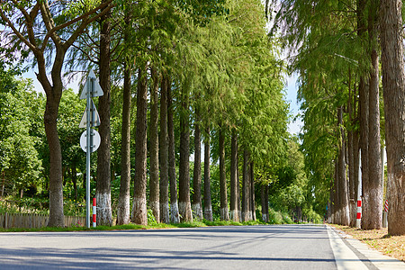 夏日绿色公路风景图片