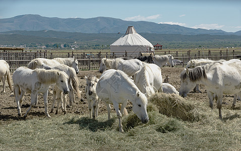 内蒙古呼和塔拉国家草原公园外景图片