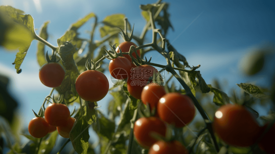 成熟的番茄果实特写图片