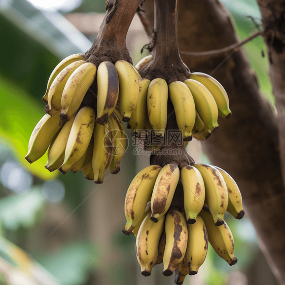 一串成熟的香蕉图片